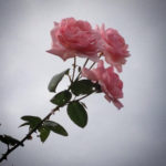新宿御苑の蔓薔薇「羽衣」