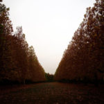 秋のプラタナス並木
