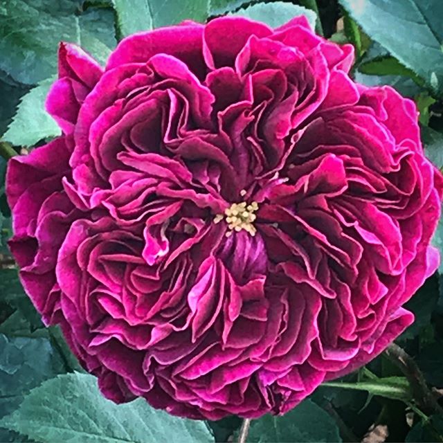 ザ・プリンス🤴🏻 #theprince #rose #purplerose #flower #purpleflower #shinjukugyoen #shinjuku #tokyo #新宿御苑 #薔薇 