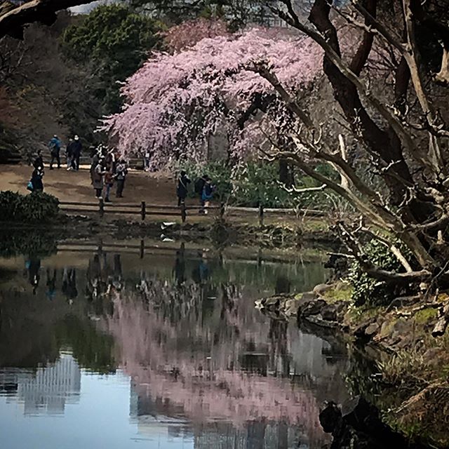 ️️️今日は風も無くて良いお散歩日和です。マスク率は高くないようです。現場からは以上デス。 #sky #clouds #shinjuku #shinjukugyoen  #tokyo #flower #cherryblossom  #新宿御苑 #桜　#さくら #空 #雲 #ソラ #イマソラ 