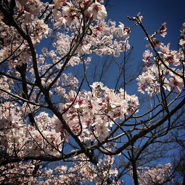 今日はポカポカでしたなぁ#sky #cherryblossom #shinjuku #shinjukugyoen  #tokyo #新宿御苑 #空 #ソラ #桜 