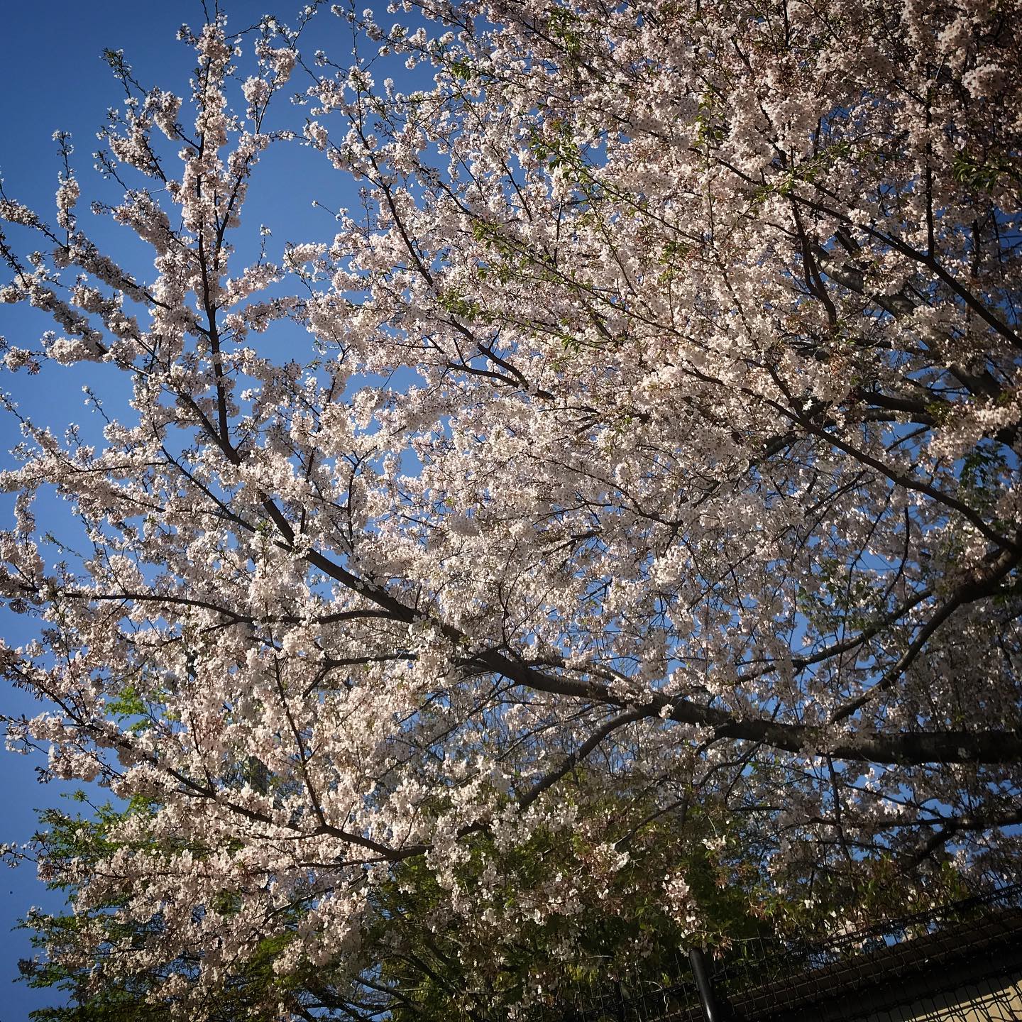 通りすがりに柵の外からお花見誰も見ていなくても花は咲くのよね。🏻#cherryblossom #walking #shinjuku #tokyo #stayhome #sky 